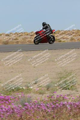 media/Mar-12-2023-SoCal Trackdays (Sun) [[d4c8249724]]/Turn 15 Inside Bloom (130pm)/